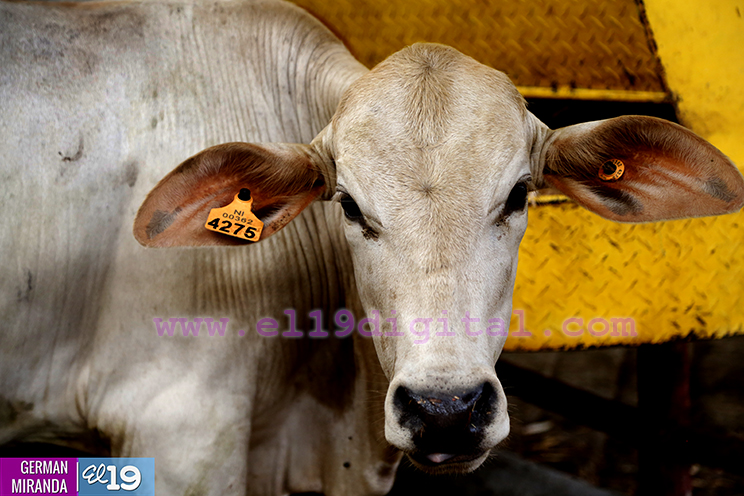 Proyecto de producci&oacute;n de terneros enfocado en producir carne de calidad