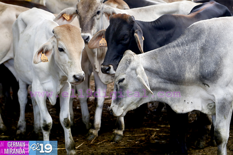 Proyecto de producci&oacute;n de terneros enfocado en producir carne de calidad
