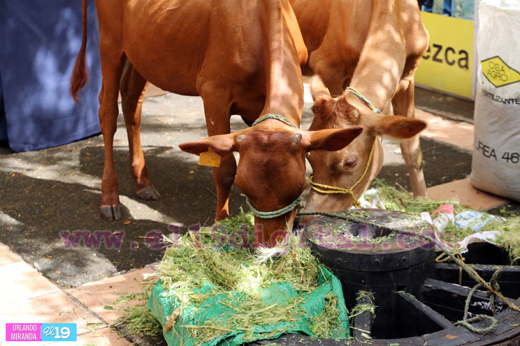 Congreso Internacional Desaf&iacute;os y Oportunidades de la Ganader&iacute;a para el Aumento de la productividad