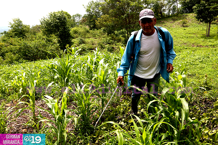 Agricultores han comenzado a sembrar