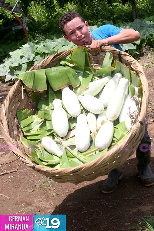 Agricultores han comenzado a sembrar