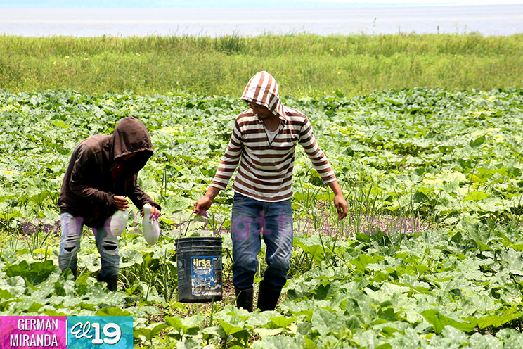 Agricultores han comenzado a sembrar