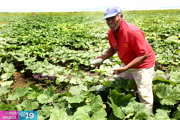 Agricultores han comenzado a sembrar
