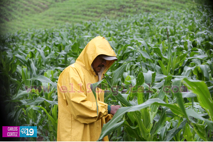 Peque&ntilde;os productores de granos b&aacute;sicos positivos con inicio normal del invierno