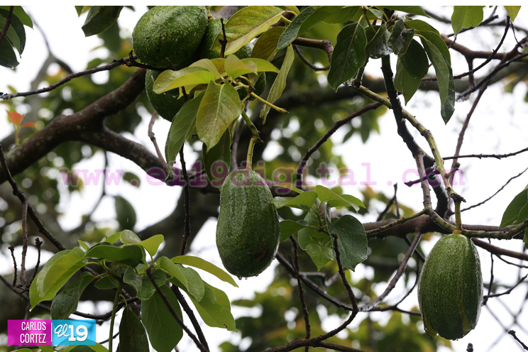 Peque&ntilde;os productores de granos b&aacute;sicos positivos con inicio normal del invierno