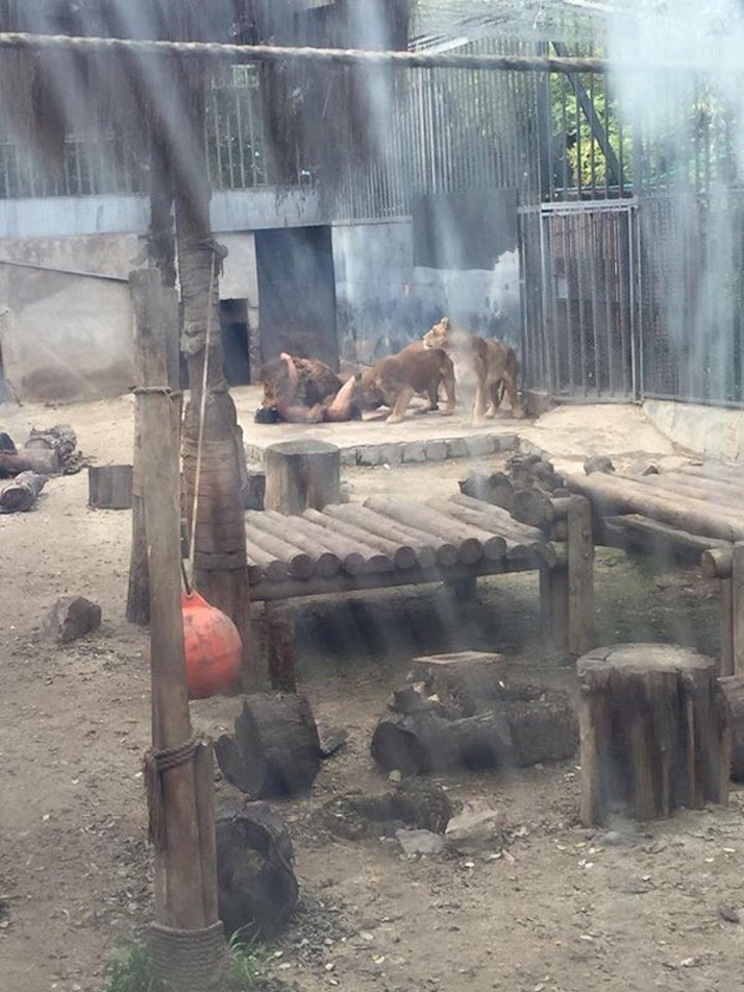 Sacrifican a dos leones para salvar a un suicida