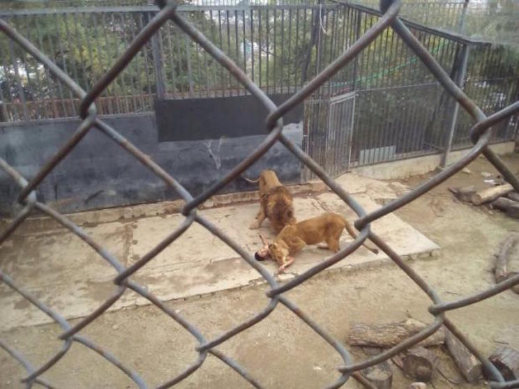 Sacrifican a dos leones para salvar a un suicida