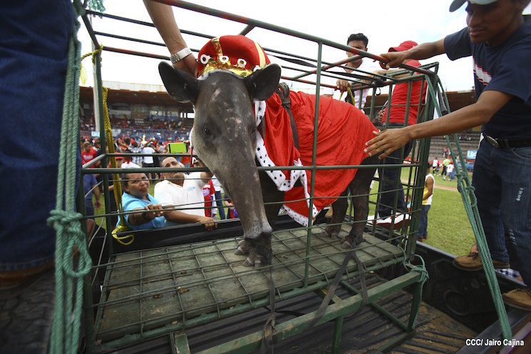 Dantos Campe&oacute;n