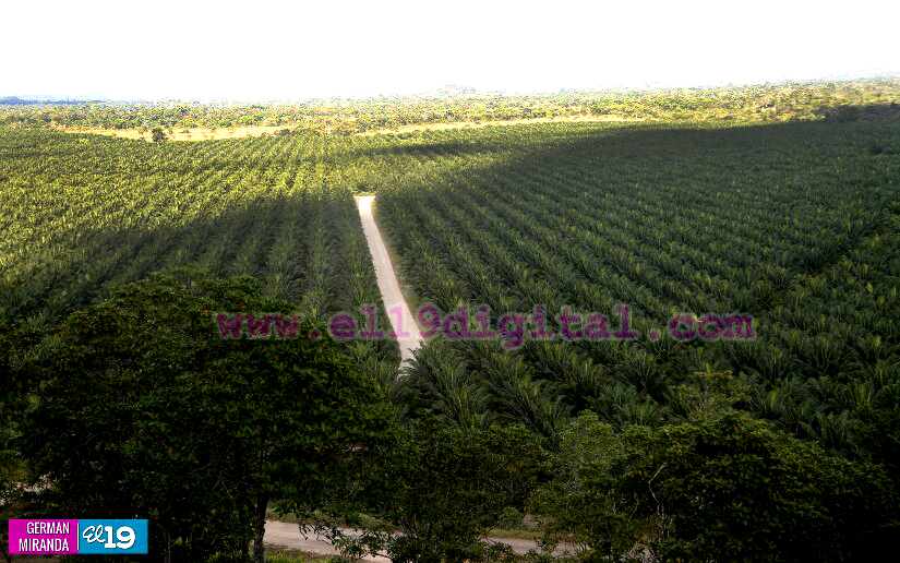 Industria Palma Africana en Nicaragua