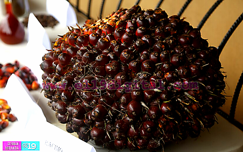 Industria Palma Africana en Nicaragua