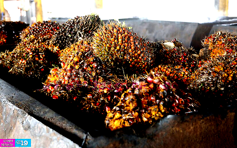 Industria Palma Africana en Nicaragua