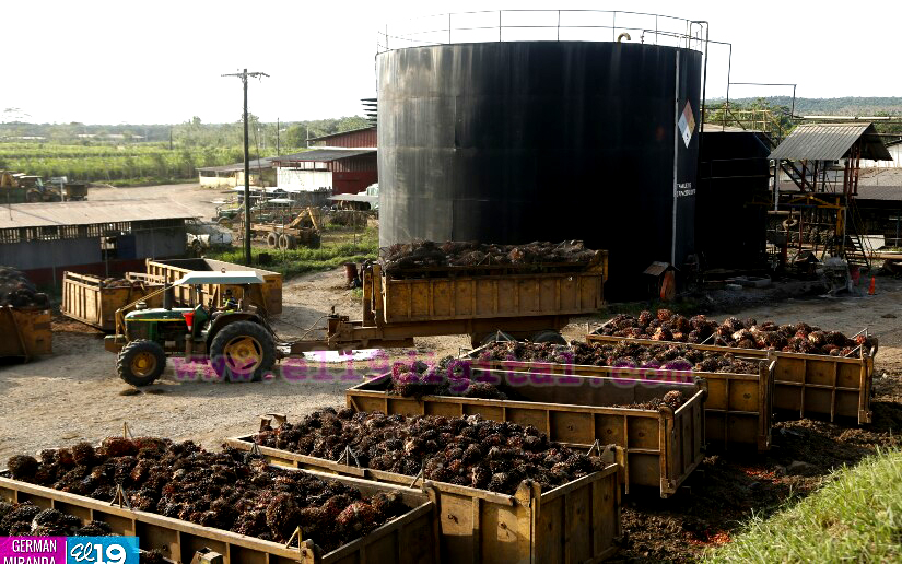 Industria Palma Africana en Nicaragua