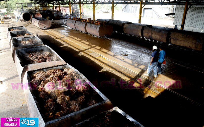Industria Palma Africana en Nicaragua