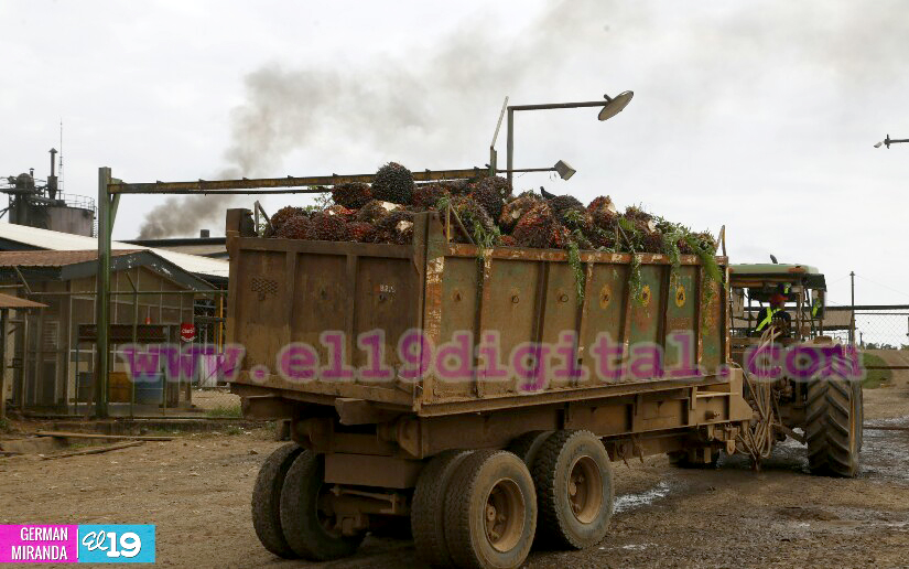Industria Palma Africana en Nicaragua