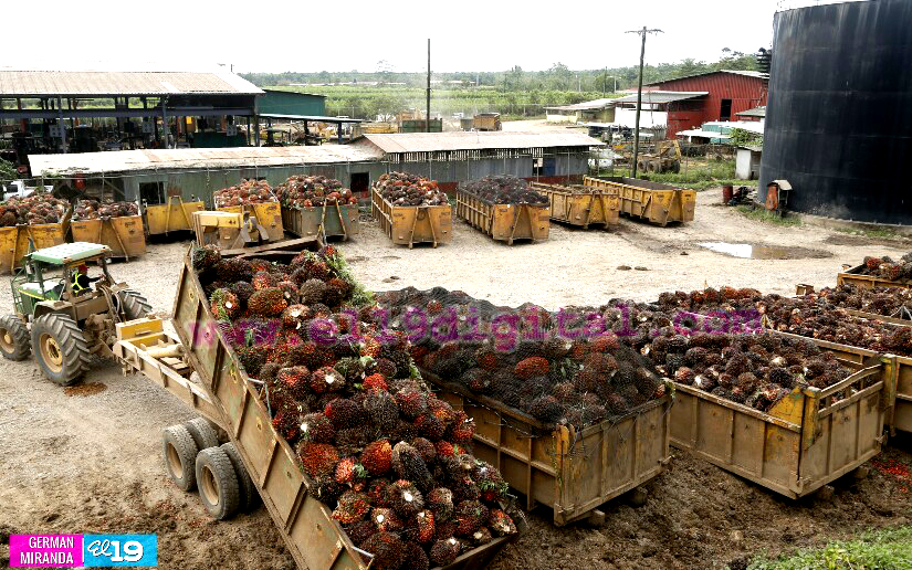 Industria Palma Africana en Nicaragua
