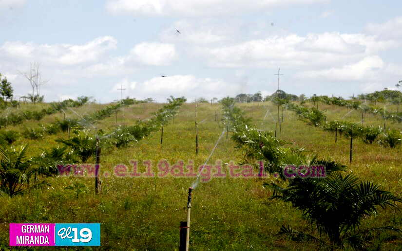 Industria Palma Africana en Nicaragua