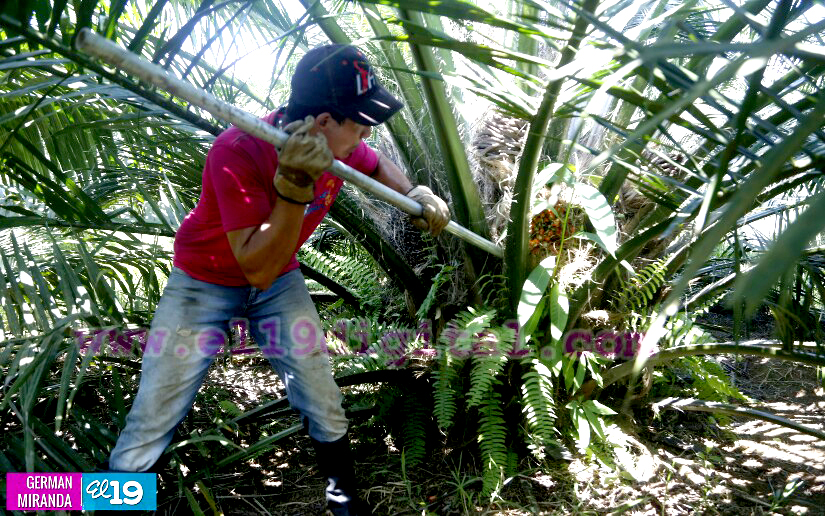 Industria Palma Africana en Nicaragua