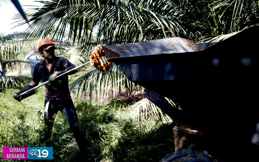 Industria Palma Africana en Nicaragua