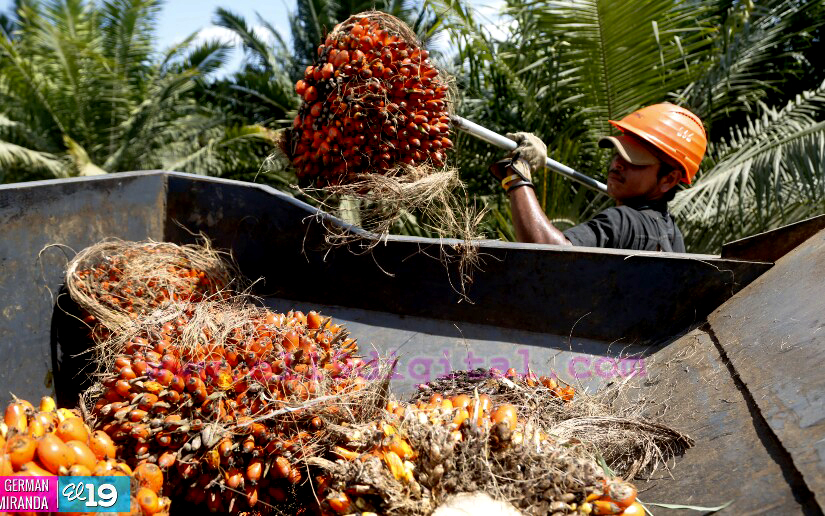 Industria Palma Africana en Nicaragua