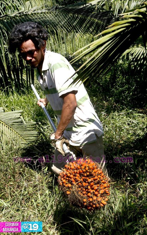 Industria Palma Africana en Nicaragua