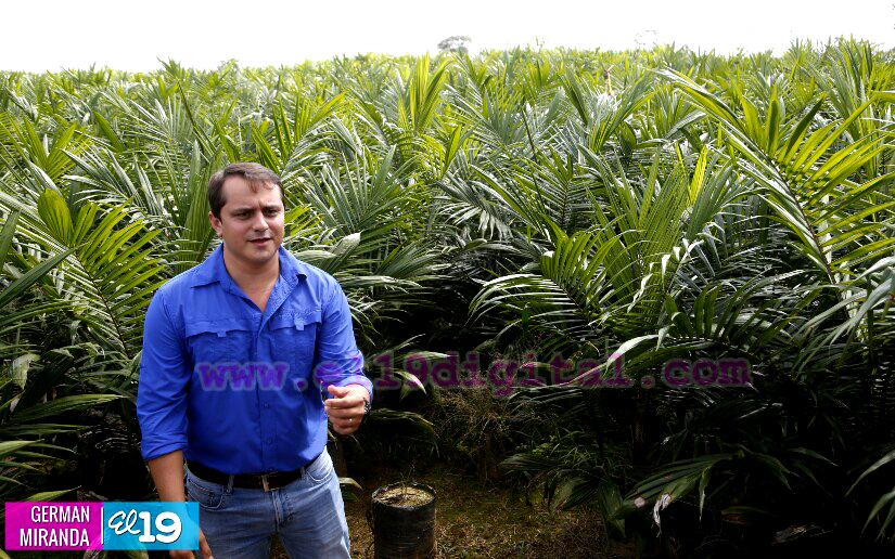 Industria Palma Africana en Nicaragua