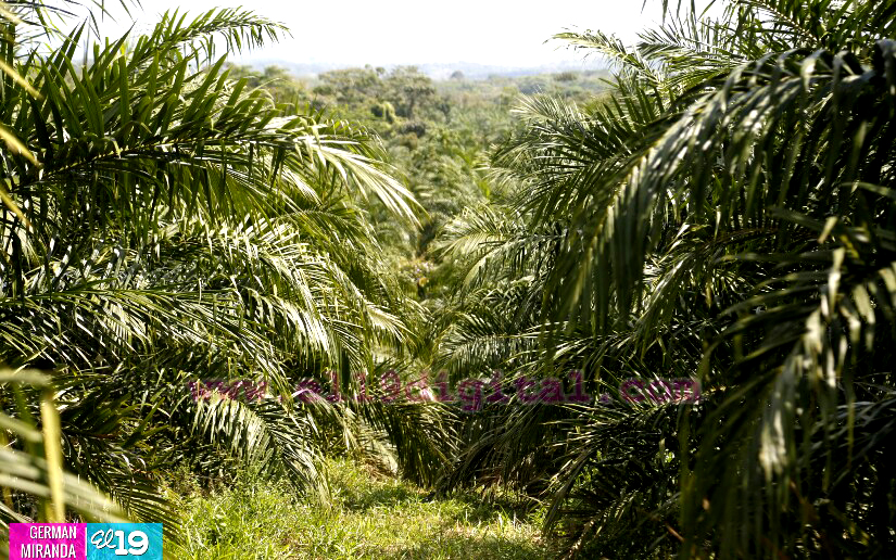 Industria Palma Africana en Nicaragua