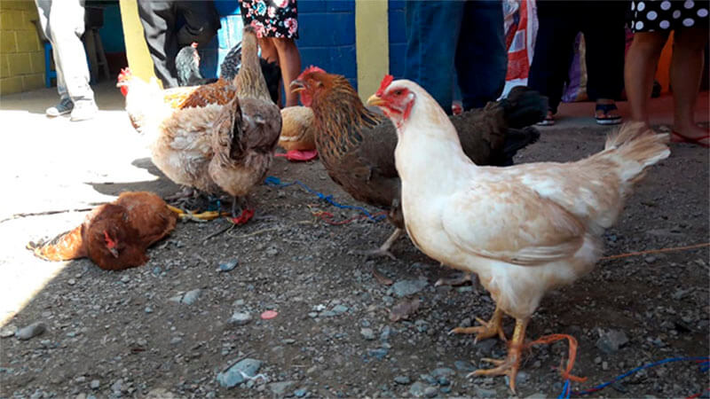 siuna-concurso-gallina