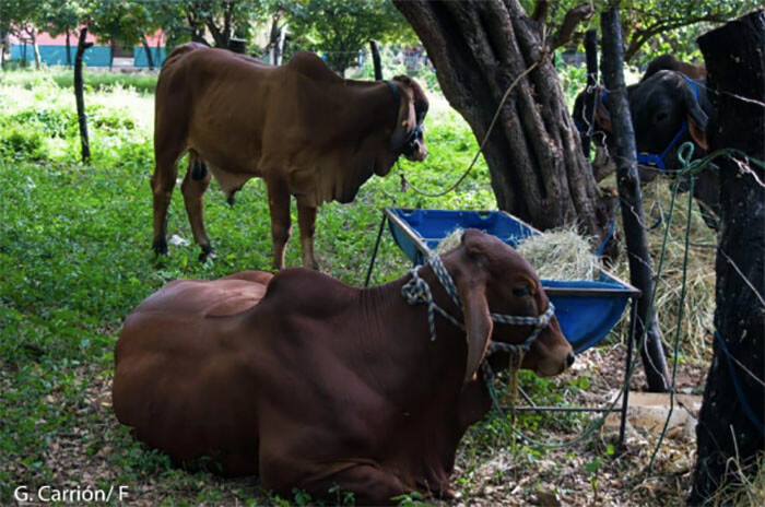 feria-ganadera-nicaragua