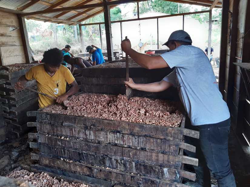 cacao