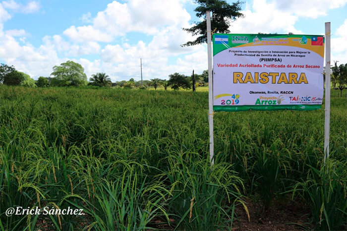 arroz-mejorado-nicaragua-cooperacion-taiwan