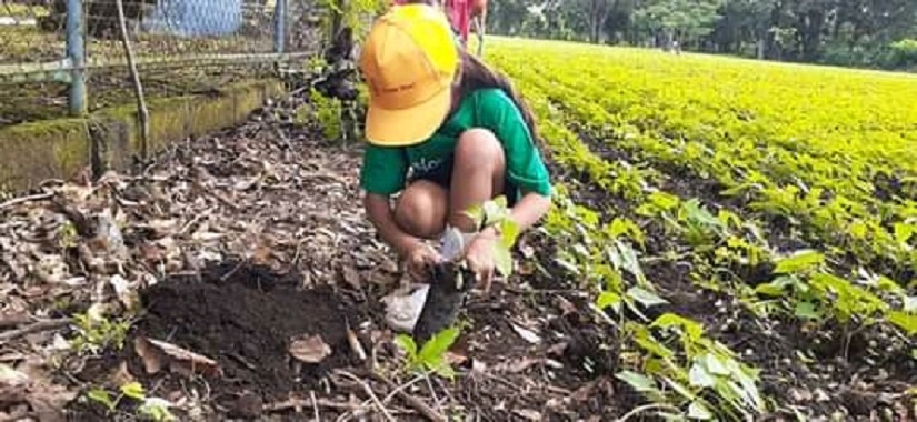reforestacion