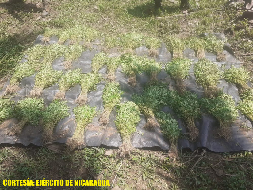 marihuana-incautacion-ejercito