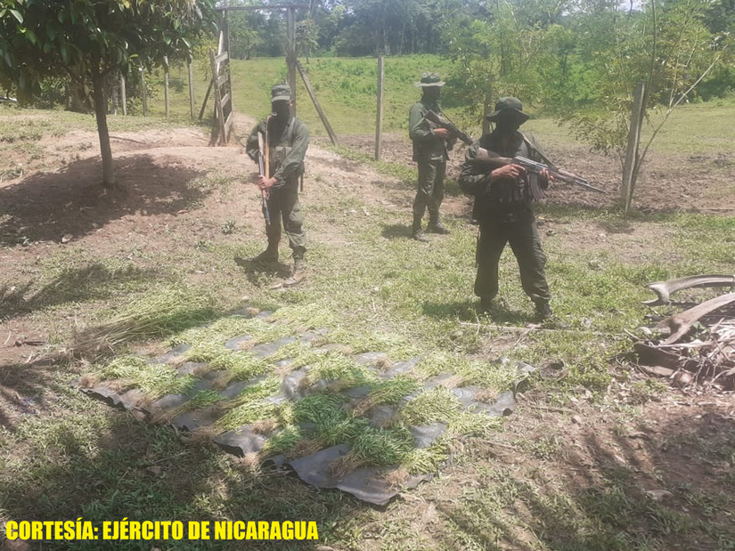 marihuana-incautacion-ejercito