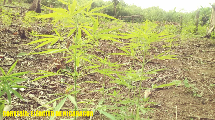 marihuana-incautacion-ejercito