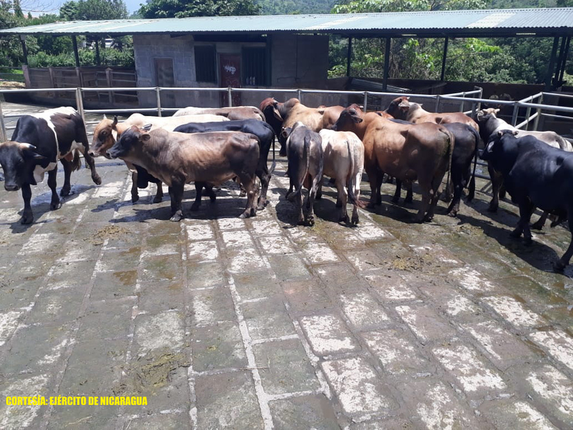 ejercito-semovientes