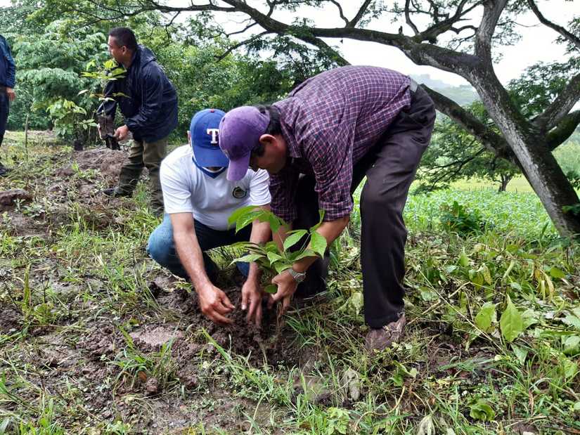 reforestacion-san-dionisio