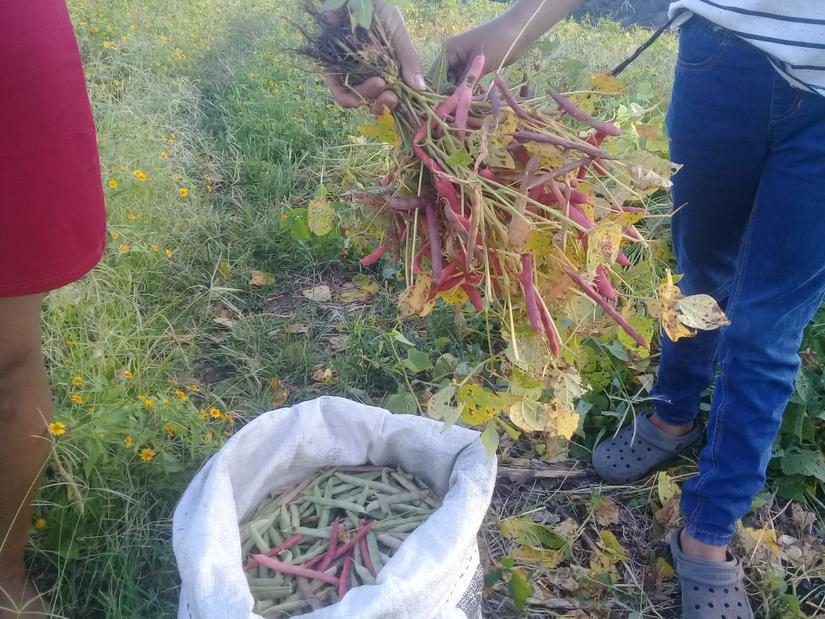 cosecha-frijoles