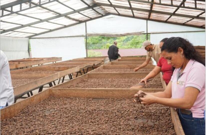 cacao