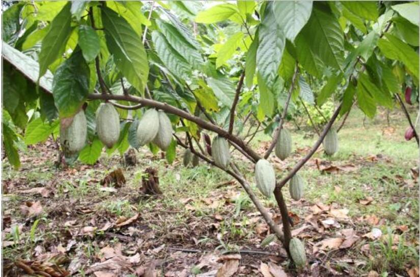 cacao