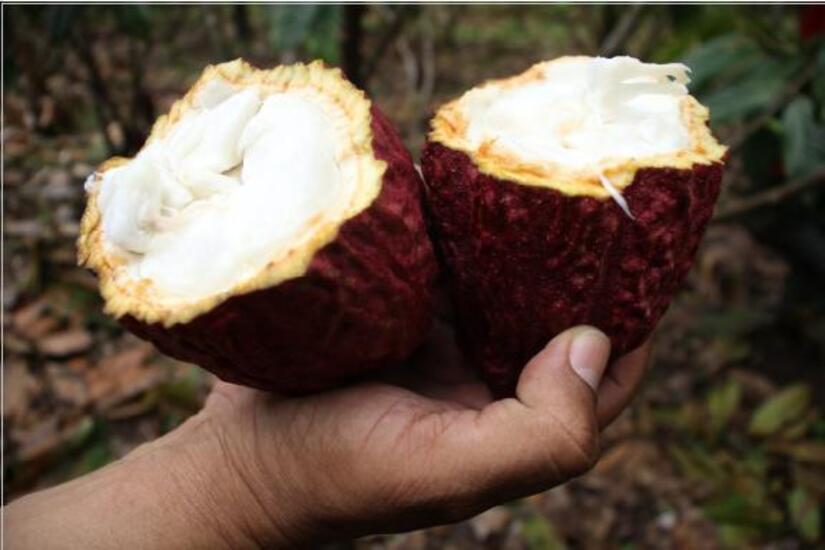 cacao