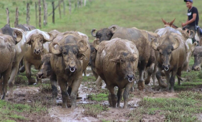 bufalo