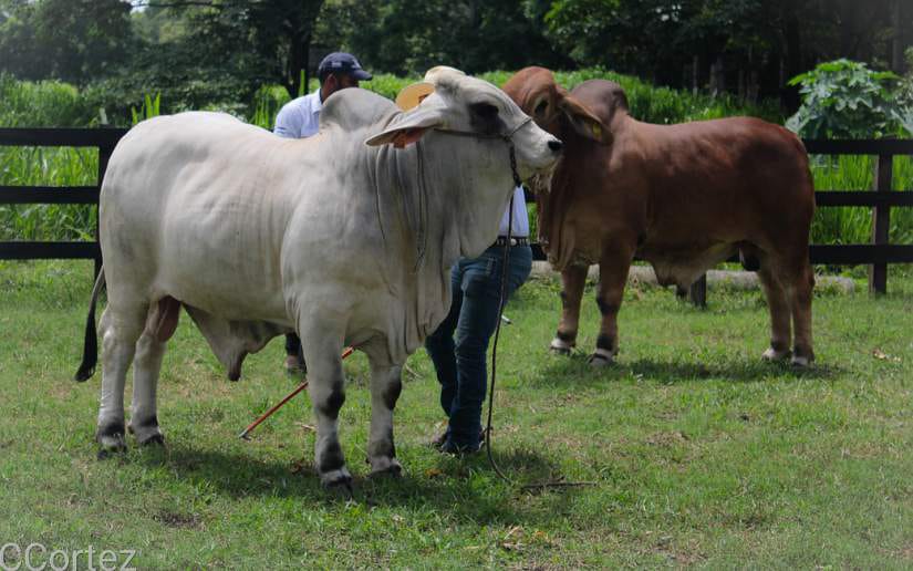 toros
