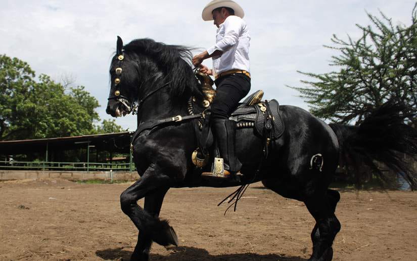 caballos