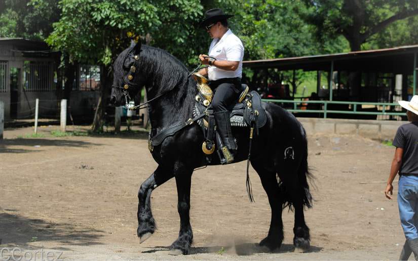 caballos
