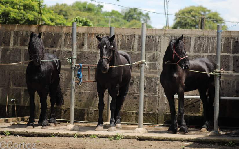 caballos