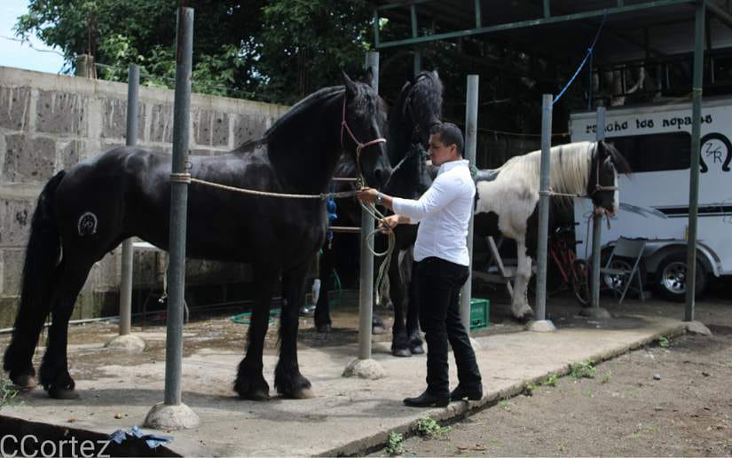 caballos