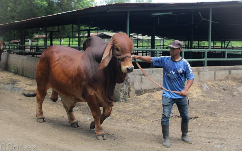 caballos