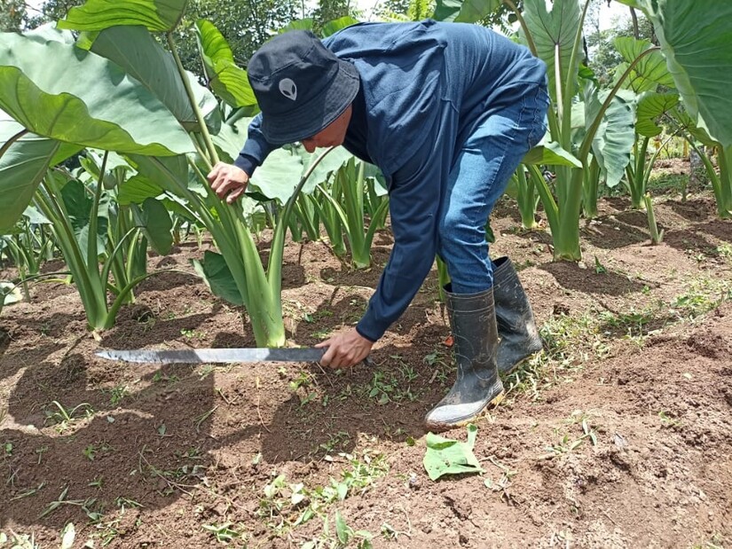 agro
