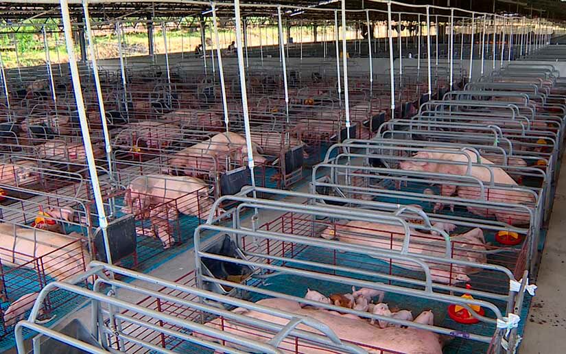 cerdos-produccion