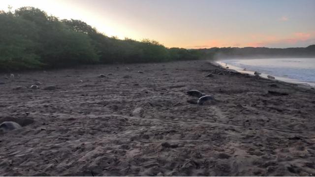 tortugas